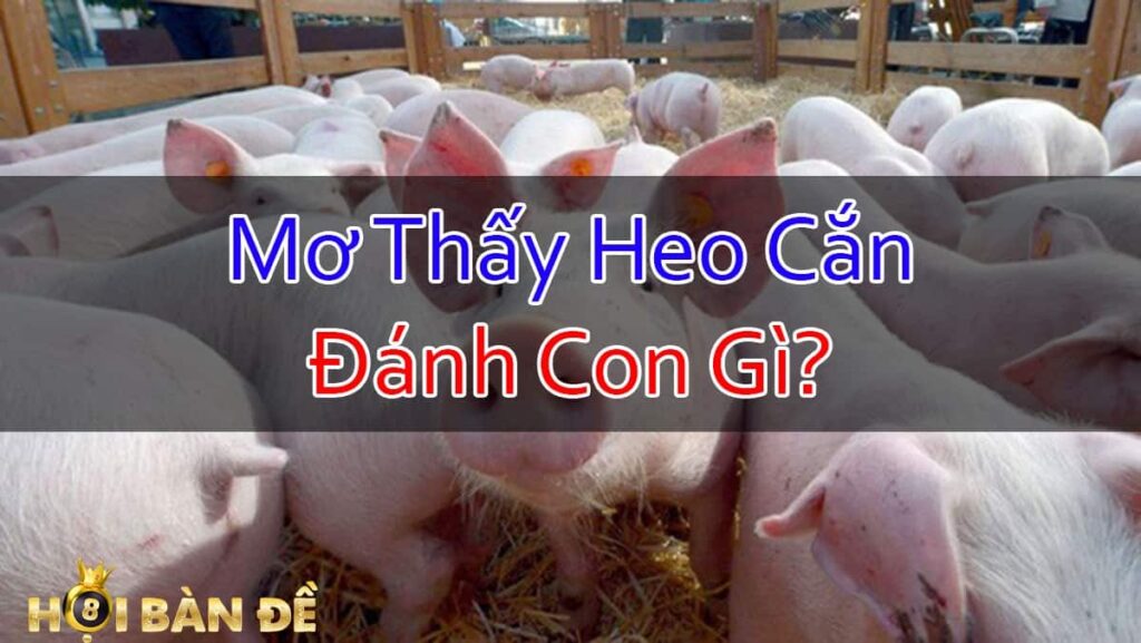 Nam-Mo-Thay-Heo-Can-Danh-Con-Gi-Mo-Thay-Lon-Can