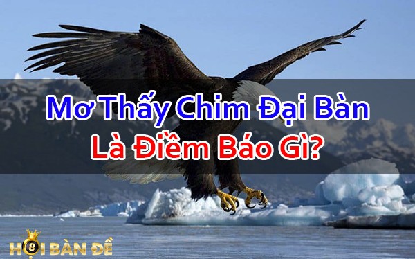 Nam-Mo-Thay-Chim-Dai-Bang-Danh-Con-Gi-Chac-Trung