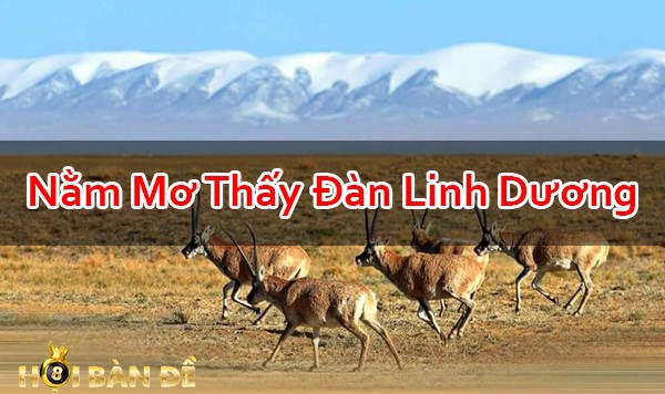 Nam-Mo-Thay-Con-Linh-Duong-Danh-Con-Gi-Trung-Lon