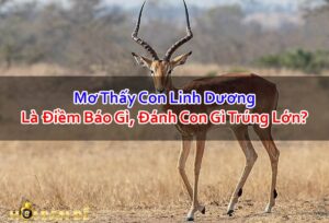Nam-Mo-Thay-Con-Linh-Duong-Danh-Con-Gi-Trung-Lon