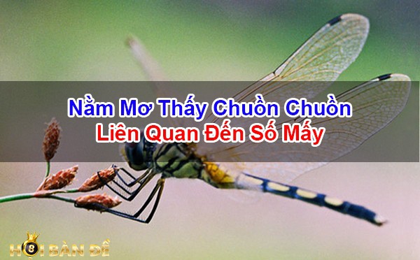 Mo-Thay-Con-Chuon-Chuon-Danh-Con-Gi-Diem-Bao-Tot-Hay-Xau
