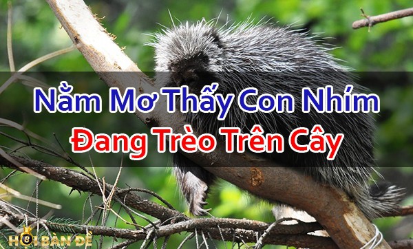 Nam-Mo-Thay-Con-Nhim-Danh-So-Gi-Trung-Lon